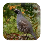 Logo of Quail Sounds android Application 