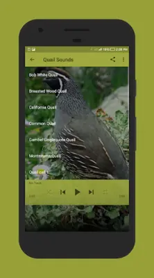 Quail Sounds android App screenshot 3